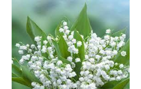 Mai : santé,  bonheur